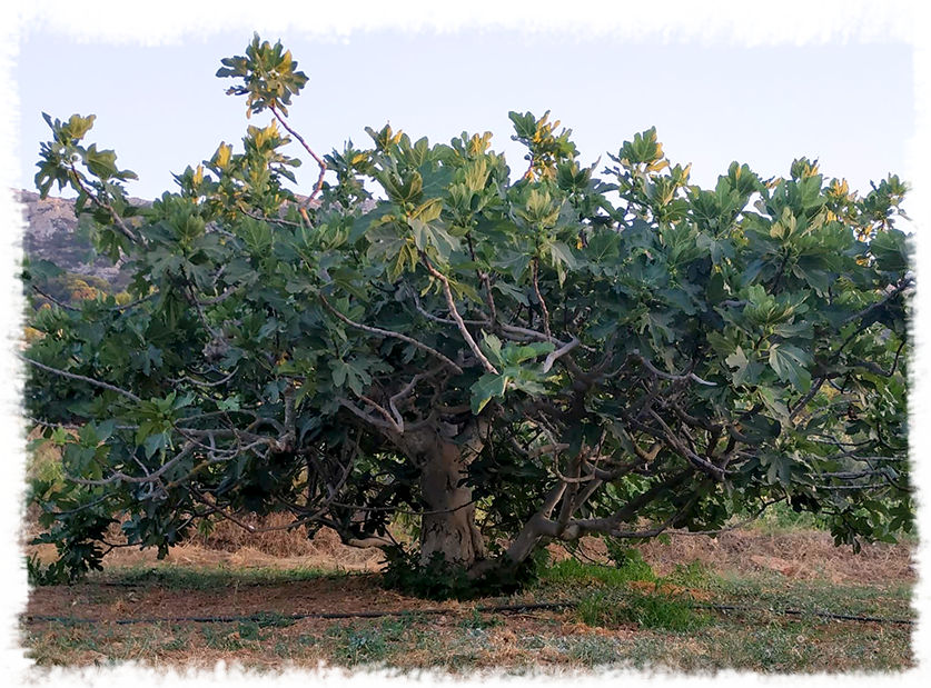 Fig Tree